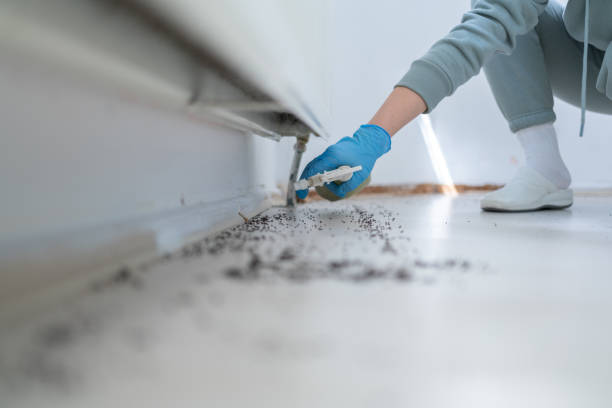 Reliable Bellbrook, OH Pest Control Solutions